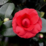 Red Camellia Japonica Plant Live, 6-10 Inch Tall, 4 Inch Pot