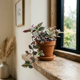 Purple Foliage Wandering Jew Live Plant, Home Decor Plant, 3 Inch Pot
