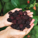 2 Arapaho BlackBerry Live Plants, Berry Bush, 4-7 Inch Tall