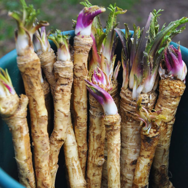 3 Horseradish Live Plants, Live Starter Plant, 4-6 Inch Tall