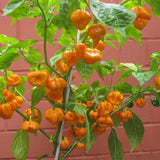 Jamaican Yellow Pepper Plants Live, Pepper Plant, 4-7 Inch Tall, 4 Inch Pot