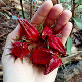25 Red + Roselle Seeds, Indoor Outdoor Plant
