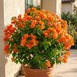 2 Orange Bougainvillea Live Plants, Long Blooming Vine, 4-9 Inch Tall