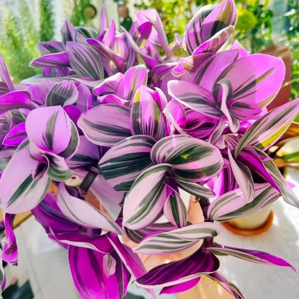 Pink Wandering Jew Live Plant, Desk Shelf Plant, 3-5 Inch Tall, 3 Inch Pot