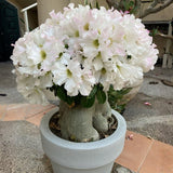 White Desert Rose Live Plant 4-7 Inches, Colorful Adenium Obesum Succulent Plants for Indoor Outdoor, Hardy, Ready to Grow
