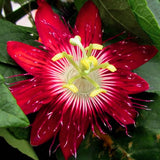 Deep Red Passion Flower Plant Live, 4-6 Inch Tall
