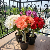 Random Desert Rose Live Plant 4-7 Inches, Colorful Adenium Obesum Succulent Plants for Indoor Outdoor, Hardy, Ready to Grow