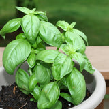 2 Blue Spice Basil Plants Live, 3-6 Inches Tall
