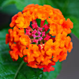 2 Orange Lantana Plants Live, Hardy Flowering Perennial, 4-6" Tall