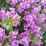 2 Lilac Bougainvillea Plants Live, Patio Flower Vine, 4-7 Inch Tall