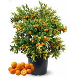 Kumquat Tree, 1-2 Feet Tall