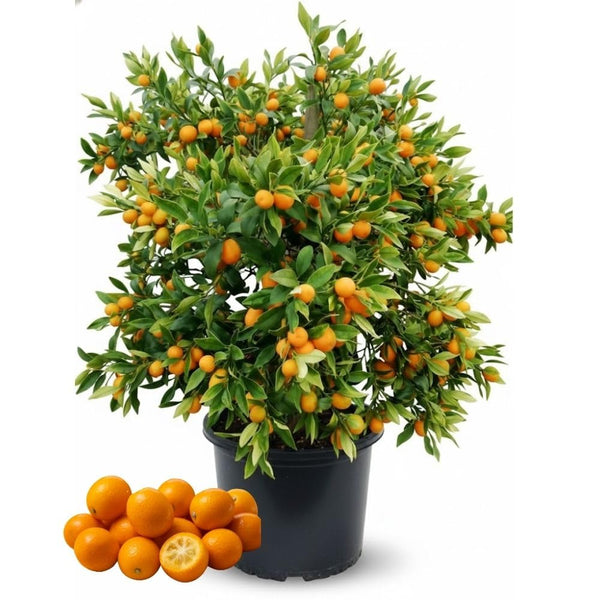 Kumquat Tree, 1-2 Feet Tall