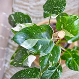 White Philodendron Live Plant 4-6 Inches, Easy Care Indoor Houseplant for Home and Office, Tropical Foliage Philodendron