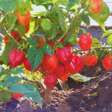 Red Habanero Pepper Plant Live, Garden Plant, 4-7 Inch Tall, 4 Inch Pot