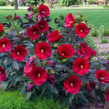 4 Black Leaf Red Hibiscus Plants Live, Large Bloom Shrub, 4-8 Inch Tall