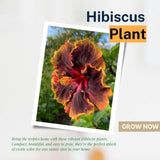 Red Black Yellow Hibiscus Plant 5-7" Tall