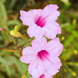 6 Pink Petunia Live Plants, Patio Container Plant, 5-7 Inch Tall