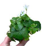 Green Shamrock Oxalis Live Plant, Indoor Decor Plant, 3.5 Inch Pot