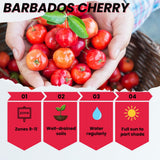 2 Barbados Cherry Live Plants, Live Barbados Cherry Plant, 4-6 Inch Tall