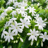 Downy Jasmine Plant Live, Fragrant Jasmine Live Plant, 4-8 Inc Tall