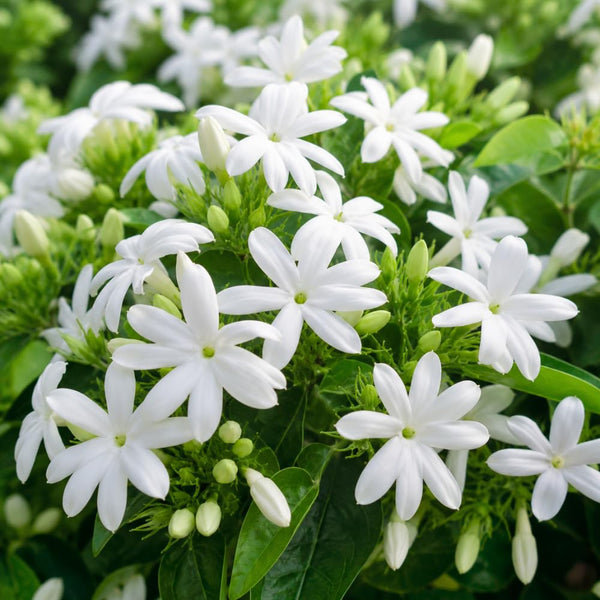 Downy Jasmine Plant Live, Fragrant Jasmine Live Plant, 4-8 Inc Tall
