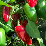 Green Hot Chili Pepper Plant Live, Pepper Plant, 4-7 Inch Tall, 4 Inch Pot