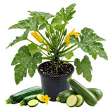 Green Zucchini Plant Live 4-6 Inch Tall, 2 Plant Per Pot