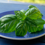 2 Blue Spice Basil Plants Live, 3-6 Inches Tall