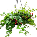 2 Aeschynanthus Lipstick Live Plants, Trailing Houseplant, 2 Inch Pot