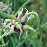 200 Walking Onion Seeds, Indoor Outdoor Plant, Cold Hardy Perennial Onion
