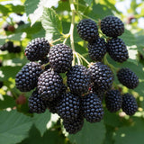 2 High Yields Black Berry Plants, Blackberries Bush, 4-6 Inch Tall