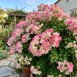 2 White Pink Bougainvillea Live Plants, Climbing Vine, 4-8 Inch Tall