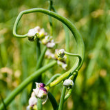 200 Walking Onion Seeds, Indoor Outdoor Plant, Cold Hardy Perennial Onion