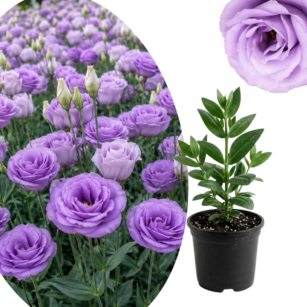 Lavender Lisianthus Plant, Eustoma Lisianthus Flowers in Plug, 3-5'' Tall