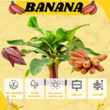 Red Banana Tree Live Plant, Home Garden Plant, 4-6 Inch Tall
