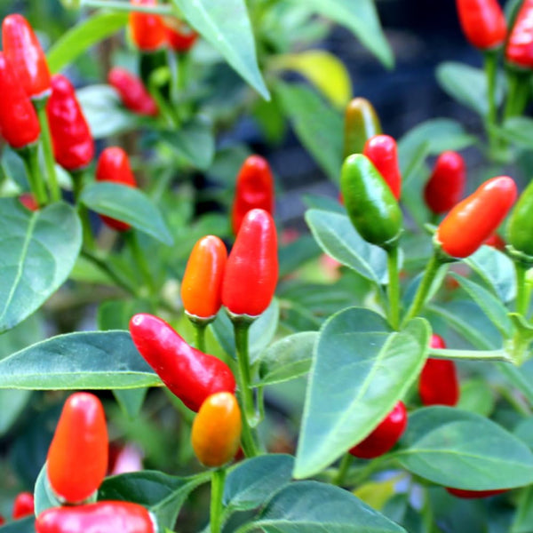 Red Chile Pequin Pepper Live Plant, Potted Plant, 4-7 Inch Tall, 4 Inch Pot