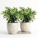 4 Pack Night Blooming Jasmine Live Plants, 4-7 Inc Tall