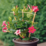 2 Red Live Mandevilla Plants, Indoor Outdoor Plant, 4-6 Inch Tall
