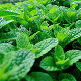 3 Peppermint Plants Live, Live Starter Plant, 4-6 Inch Tall