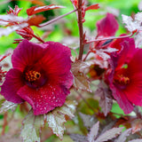 2 Hardy Cranberry Hibiscus Plant Live, Tropical Flower Shrub, 4-6" Tall