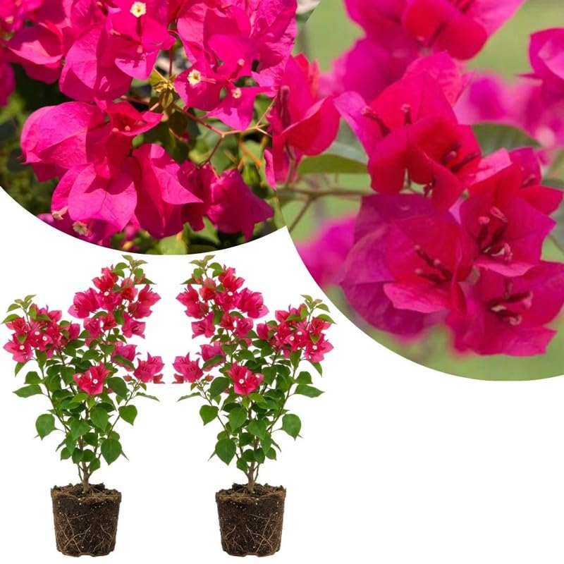 2 Pink Bougainvillea Plants Live, Patio Flower Vine, 4-7 Inch Tall