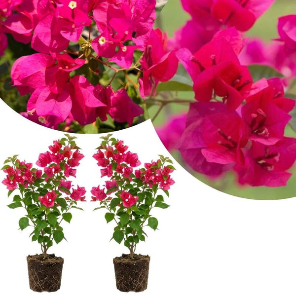 2 Pink Bougainvillea Plants Live, Patio Flower Vine, 4-7 Inch Tall