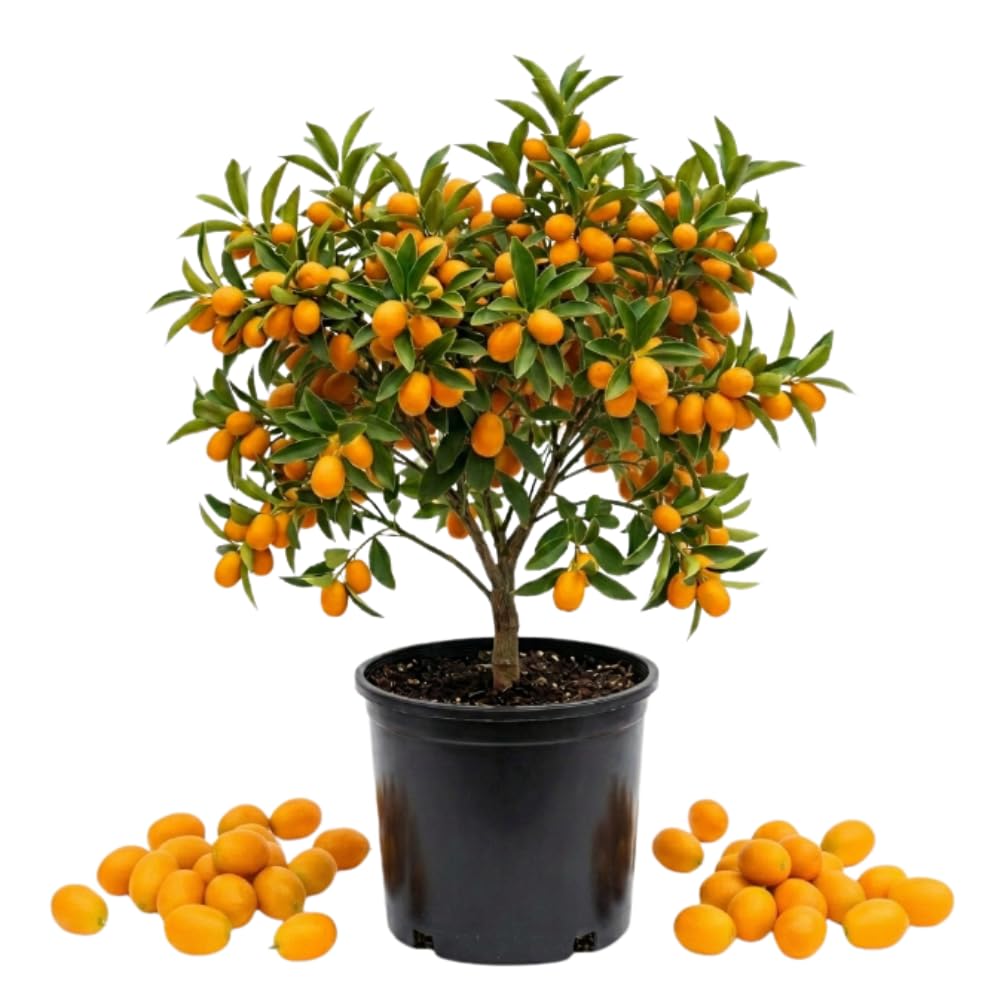 Meiwa Kumquat Tree, Kumquat Fruit Tree, 1-2 Ft Tall, 1 Gallon Pot