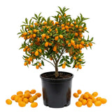 Meiwa Kumquat Tree, Kumquat Fruit Tree, 1-2 Ft Tall, 1 Gallon Pot