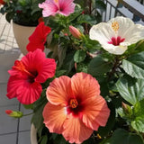 4 Mixed Hibiscus Live Plants, Hibiscus Flower, Patio Container Plant, 4-8 Inch Tall