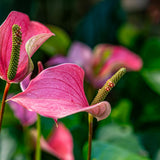 Pink Anthurium Live Plant, Miniature Blooming Plant, 4 Inch Pot