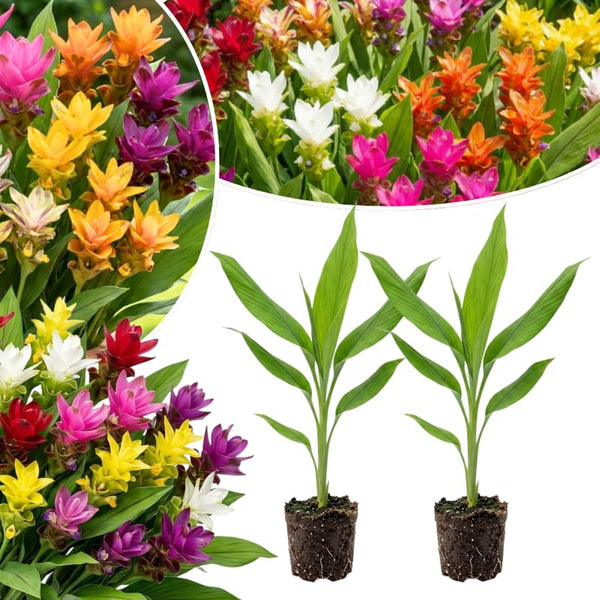 2 Mixed Ginger Live Plants, Ornamental Flowering Ginger Plant for Indoor Outdoor, Colorful Blooming Gingers 4-6 Inches