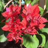 2 Double Red Bougainvillea Plants Live, Indoor Outdoor Plant, 5-7 Inch Tall