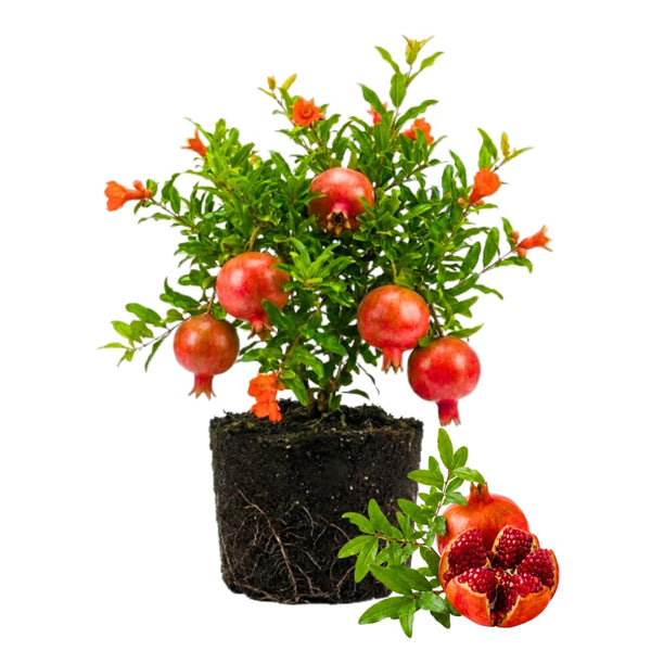 Sweet Pomegranate Tree, Hardy Garden Plant, 4-6 Inch Tall
