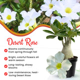 White Desert Rose Plant Live, 4-6 Inch Tall